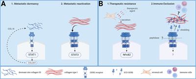 New functions of DDR1 collagen receptor in tumor dormancy, immune exclusion and therapeutic resistance